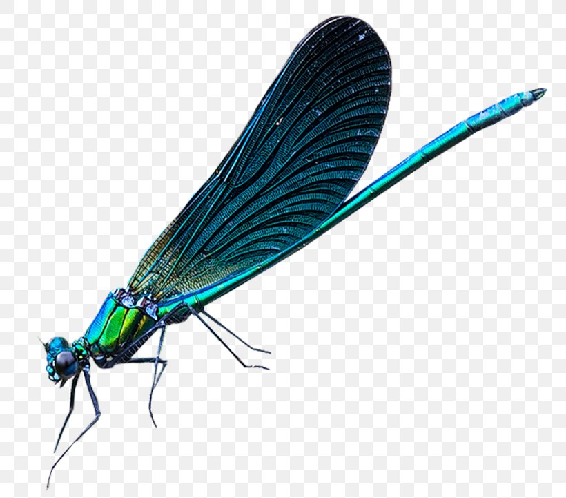 Dragonfly Net-winged Insects Damselflies Insect Wing, PNG, 800x721px, Dragonfly, Arthropod, Damselflies, Damselfly, Dragonflies And Damseflies Download Free