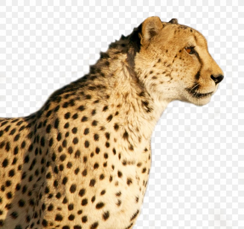 Cheetah Wildcat Tiger, PNG, 1250x1173px, Cheetah, Animal Print, Big Cats, Carnivoran, Cat Download Free