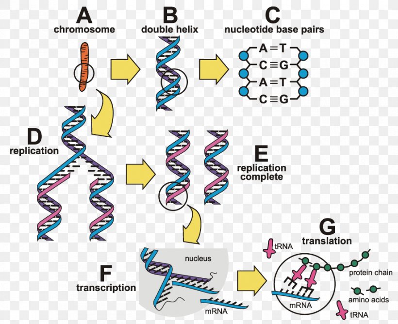 Clip Art Product Technology Line Gene, PNG, 915x746px, Technology, Area, Chromosome, Diagram, Gene Download Free