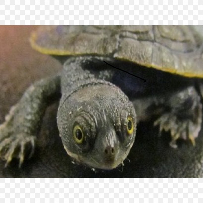 Common Snapping Turtle Box Turtles Tortoise Sea Turtle, PNG, 900x900px, Common Snapping Turtle, African Helmeted Turtle, Box Turtle, Box Turtles, Chelydridae Download Free