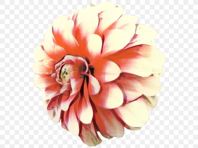 Dahlia Clip Art Chrysanthemum Garden, PNG, 1599x1200px, Dahlia, Chrysanthemum, Chrysanths, Common Daisy, Daisy Family Download Free