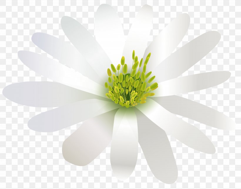 Flower White Three-dimensional Space, PNG, 5000x3919px, Flower, Bud, Chamaemelum Nobile, Chrysanths, Color Download Free