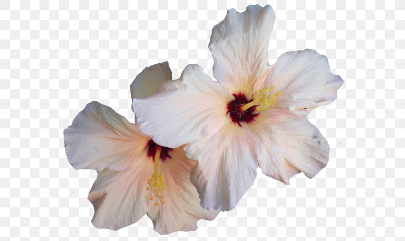 Hibiscus Clip Art, PNG, 600x488px, Hibiscus, Chinese Hibiscus, Digital Image, Document, Flower Download Free
