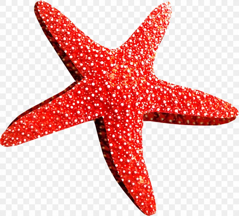 Starfish Callopatiria Granifera Clip Art, PNG, 1200x1083px, Starfish, Color, Echinoderm, Invertebrate, Marine Invertebrates Download Free
