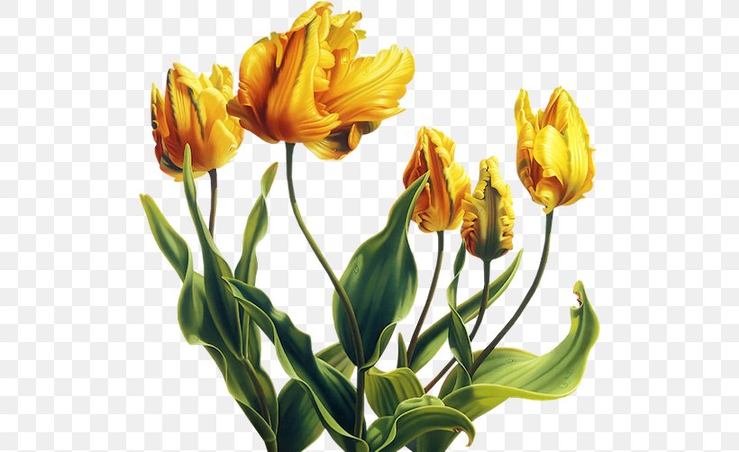 Tulip Flower Yellow Garden Roses, PNG, 512x502px, Tulip, Alstroemeriaceae, Animaatio, Ansichtkaart, Birthday Download Free