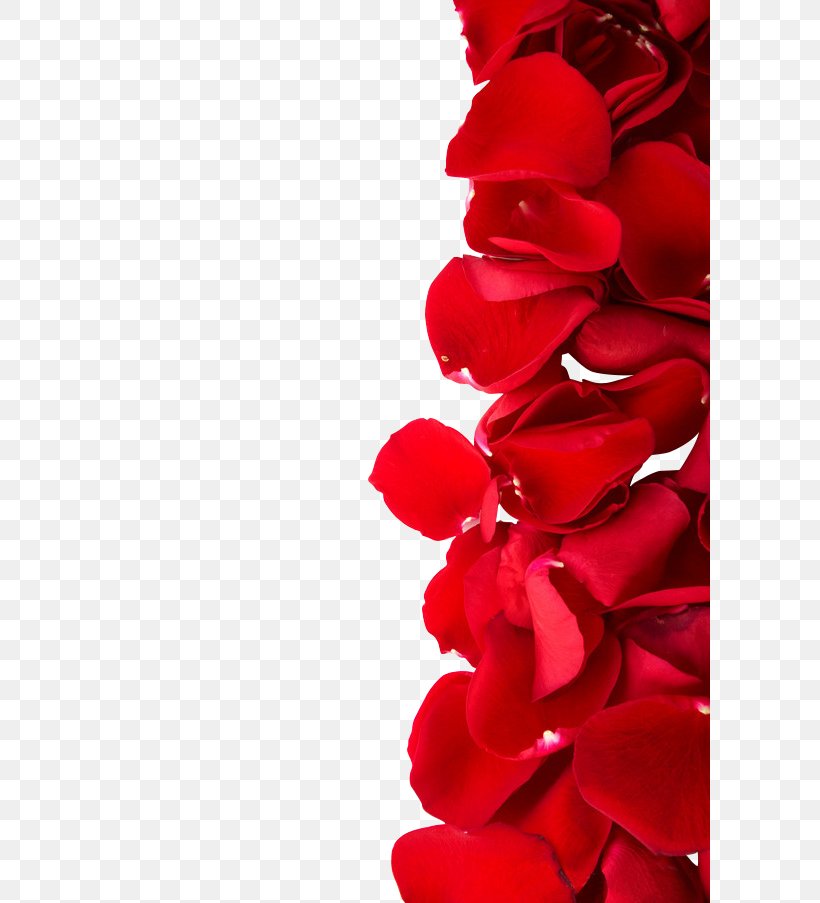 Beach Rose Red Color Dia Dos Namorados Photography, PNG, 600x903px, Beach Rose, Color, Cut Flowers, Dia Dos Namorados, Floral Design Download Free