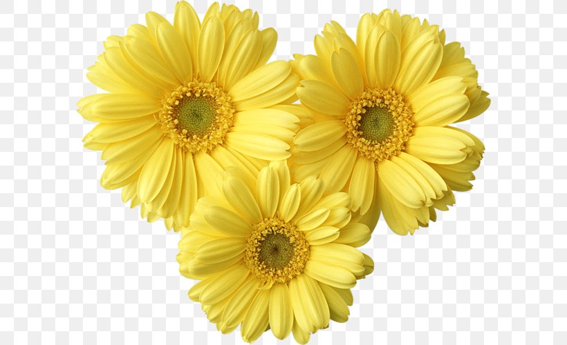 Flower Yellow Common Daisy Clip Art, PNG, 600x500px, Flower, Chrysanthemum, Chrysanths, Color, Common Daisy Download Free