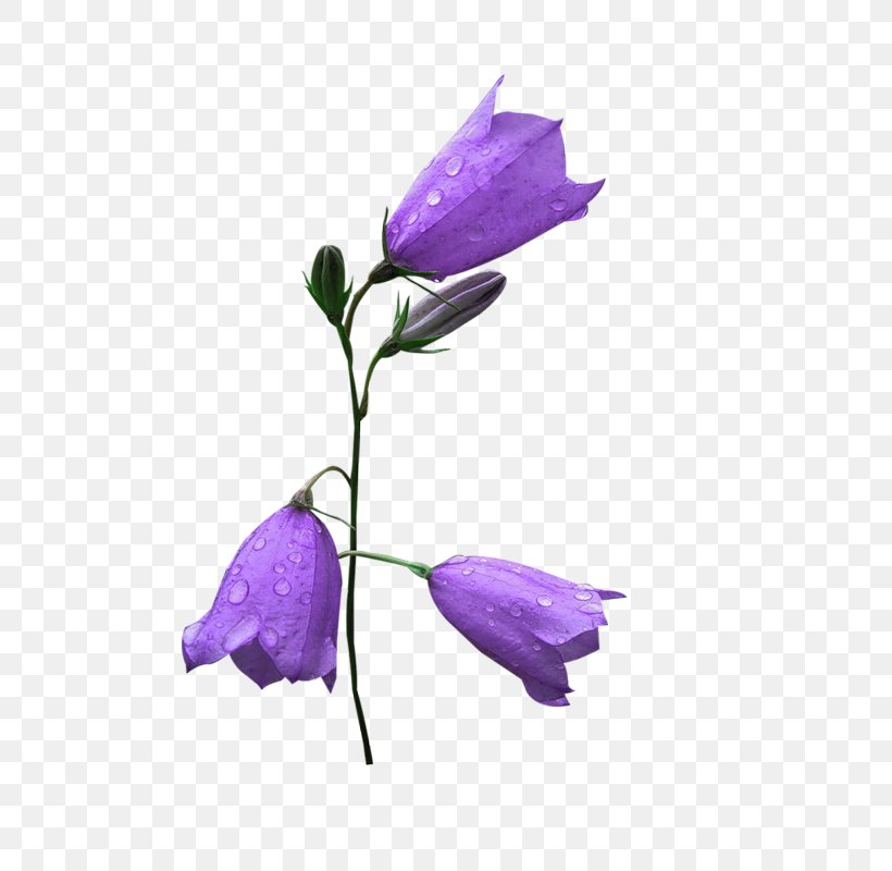 Harebell Flower Petal Animaatio, PNG, 539x800px, Harebell, Animaatio, Bellflower, Bellflower Family, Bellflowers Download Free
