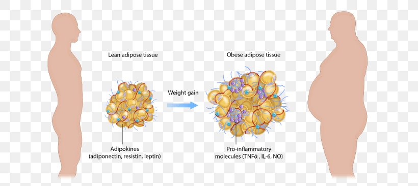 Adipose Tissue Function Obesity Adipocyte, PNG, 710x366px, Adipose Tissue, Adipocyte, Adipokine, Bariatrics, Connective Tissue Download Free