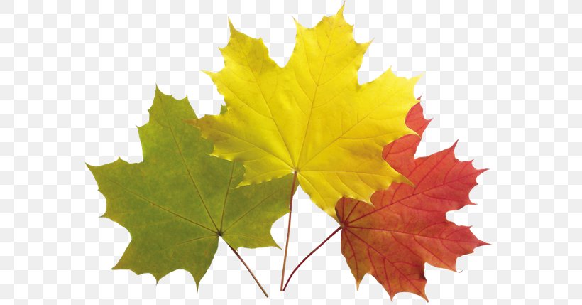 Autumn Leaf Color Autumn Leaves Maple Leaf, PNG, 600x429px, Autumn Leaf Color, Autumn, Autumn Leaves, Color, Grape Leaves Download Free