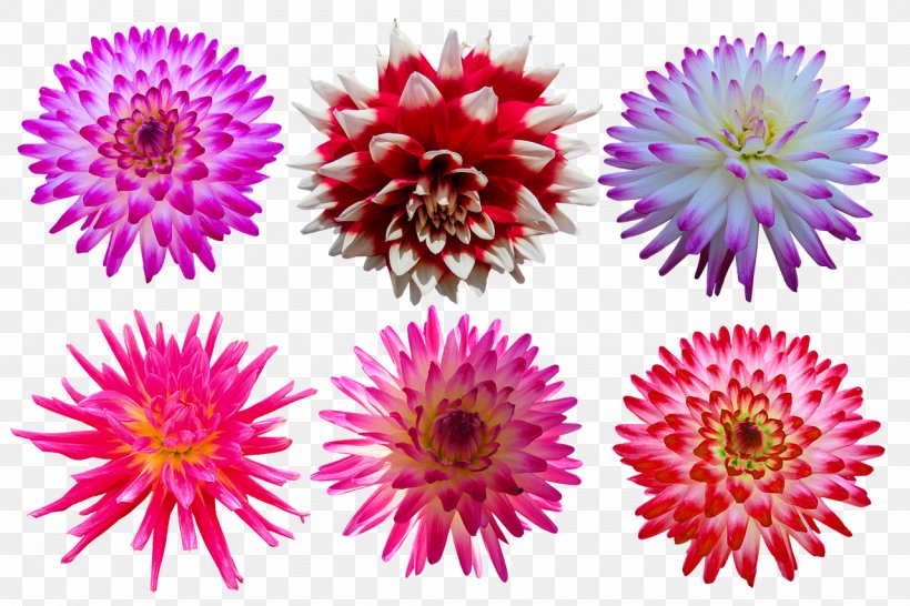 Flower China Aster Pink Plant Petal, PNG, 1280x853px, Flower, Annual Plant, Aster, China Aster, Flowering Plant Download Free