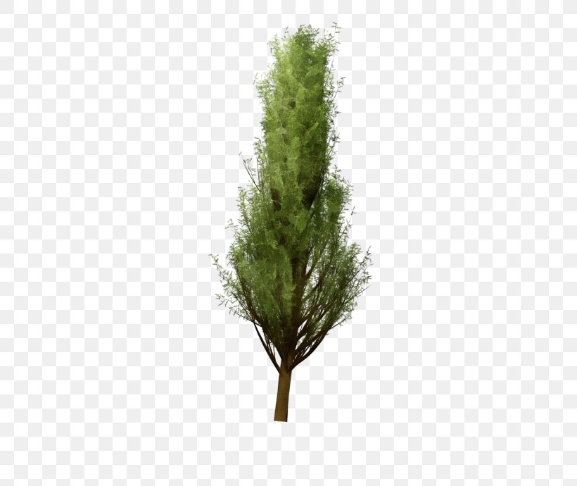 White Pine Tree Plant Lodgepole Pine Red Juniper, PNG, 500x690px, Watercolor, American Larch, Lodgepole Pine, Paint, Plant Download Free