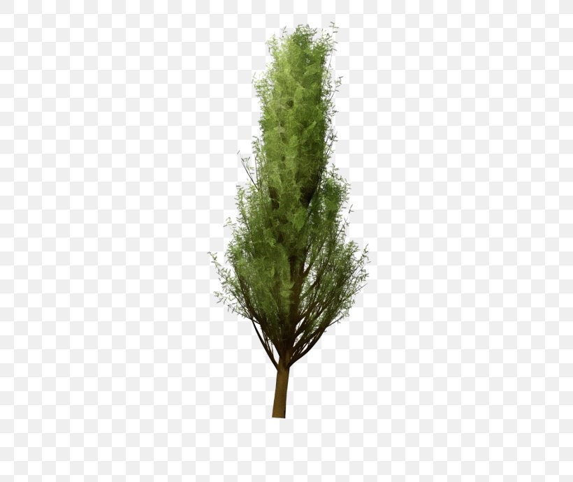 white pine tree plant lodgepole pine red juniper png 500x690px watercolor american larch lodgepole pine paint white pine tree plant lodgepole pine