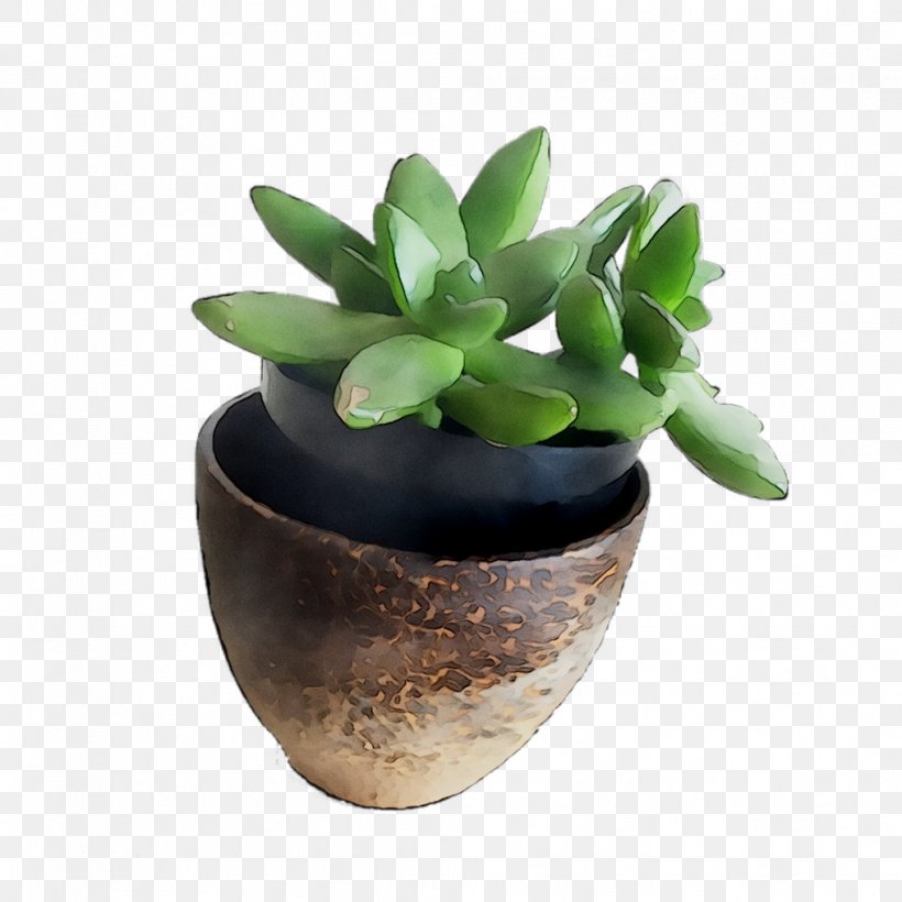 Flowerpot Houseplant Ceramic, PNG, 1016x1016px, Flowerpot, Cactus, Ceramic, Echeveria, Flower Download Free