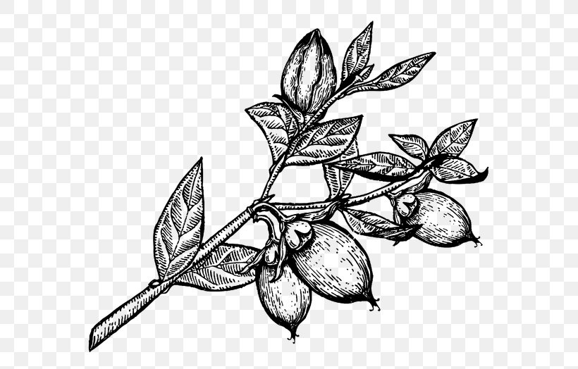 Line Art Shea Butter Vitellaria Nut, PNG, 600x524px, Line Art, Almond, Artwork, Black And White, Branch Download Free