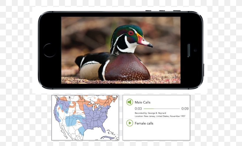 Duck Tricky Bird Cornell Lab Of Ornithology Merlin, PNG, 732x494px, Duck, Advertising, Android, Animal, Bird Download Free