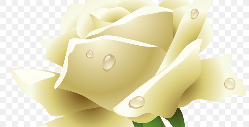 Rose Clip Art, PNG, 800x420px, Rose, Close Up, Flower, Image Resolution, Petal Download Free