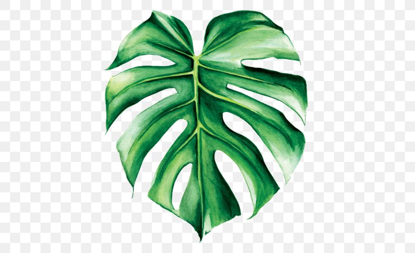 Swiss Cheese Plant Watercolor Painting Leaf Tropics, PNG, 500x500px, Swiss Cheese Plant, Art, Botanical Illustration, Botany, Green Download Free
