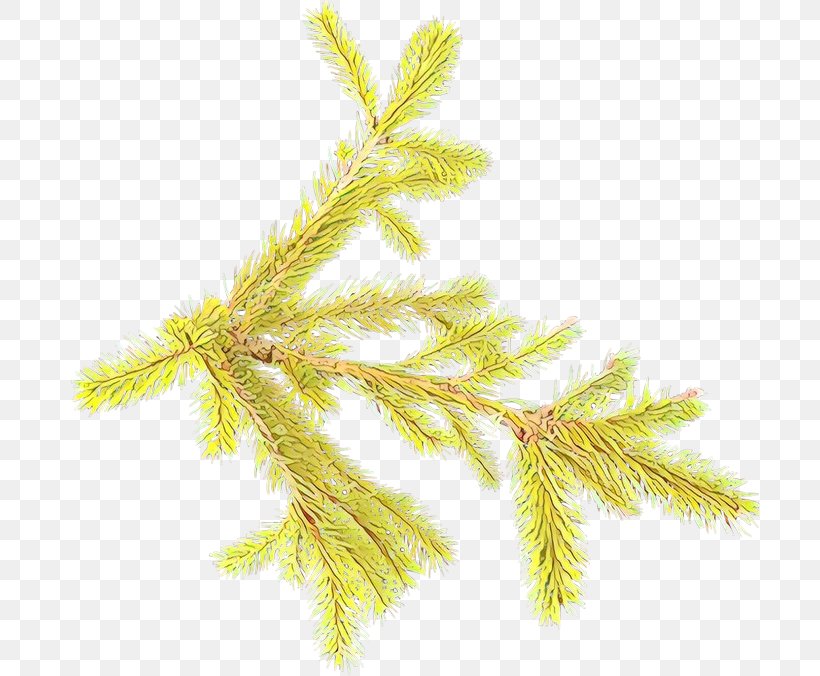 Yellow White Pine Plant American Larch Tree, PNG, 699x676px, Cartoon, American Larch, Branch, Grass, Pine Download Free