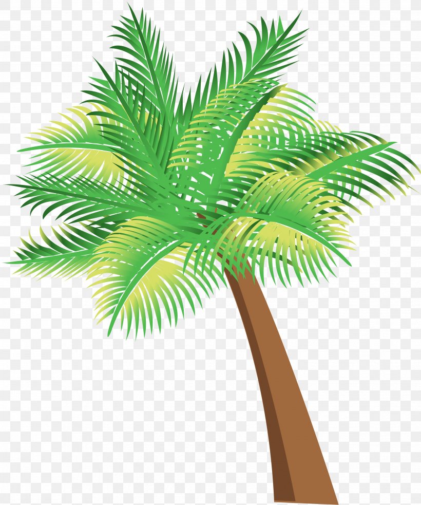 Arecaceae Las Palmas Coconut Palm Oil, PNG, 3461x4152px, Arecaceae, Arecales, Borassus Flabellifer, Coconut, Date Palm Download Free