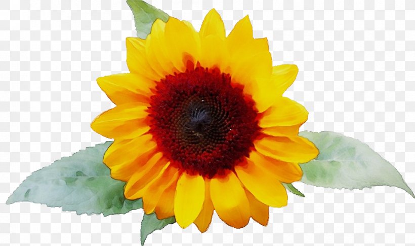 Common Sunflower Sunflower Seed Clip Art Image, PNG, 957x567px, Common Sunflower, Annual Plant, Artificial Flower, Asterales, Calendula Download Free