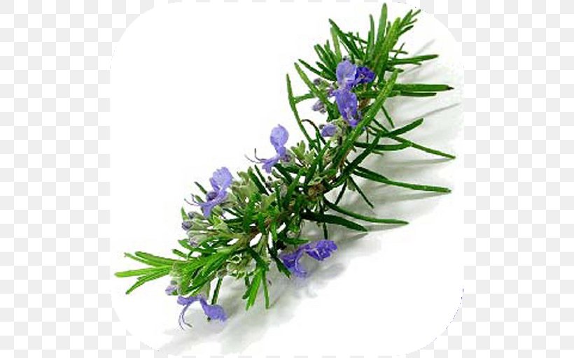 Rosemary Herb Essential Oil Mints, PNG, 512x512px, Rosemary, Artificial Flower, Common Sage, English Lavender, Essential Oil Download Free