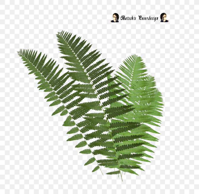 Tree Fern Leaf Clip Art, PNG, 800x800px, Fern, Drawing, Ferns And Horsetails, Frond, Leaf Download Free