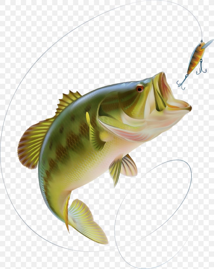 Watercolor Drawing, PNG, 1500x1879px, Watercolor, Bass, Bass Fishing, Bonyfish, Cichla Download Free