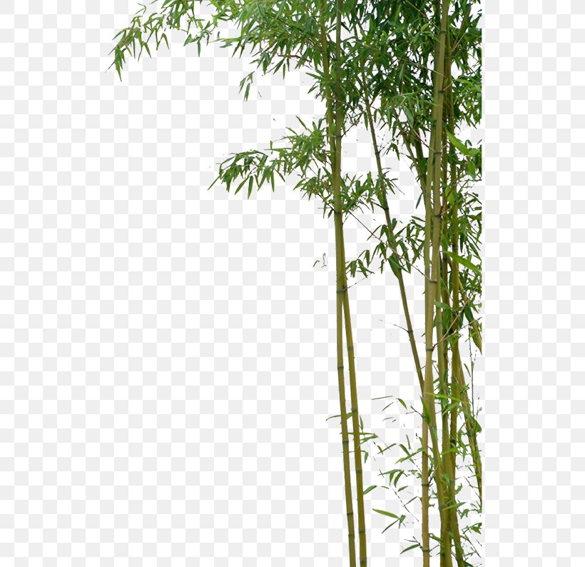 Bamboo Bambusa Oldhamii Green, PNG, 532x794px, Bamboo, Architecture, Bambusa Oldhamii, Branch, Chinese Painting Download Free