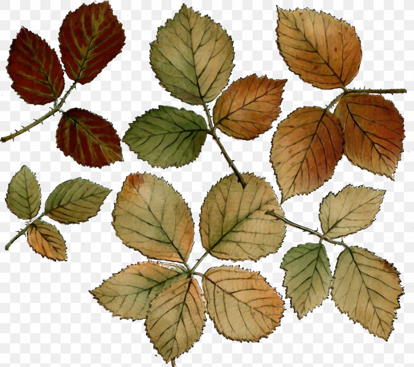 Leaf Slippery Elm Plant Flower Tree, PNG, 1158x1027px, Watercolor, Beech, Cinquefoil, Deciduous, Elm Download Free