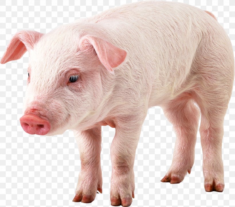 Domestic Pig Clip Art, PNG, 2049x1813px, Domestic Pig, Hogs And Pigs, Image File Formats, Livestock, Pig Download Free
