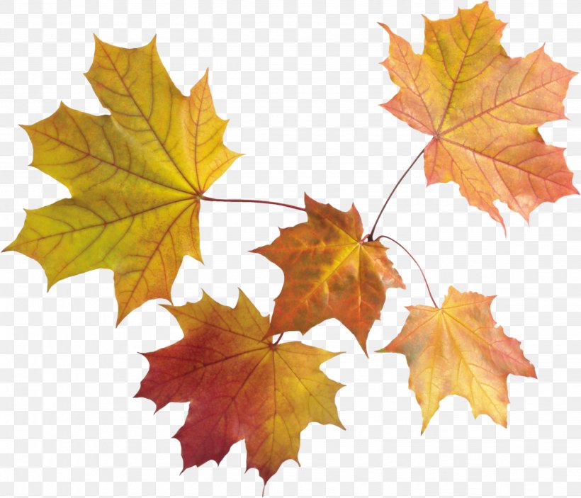 Maple Leaf Autumn Leaf Color, PNG, 2657x2281px, Leaf, Autumn, Autumn Leaf Color, Image File Formats, Layers Download Free