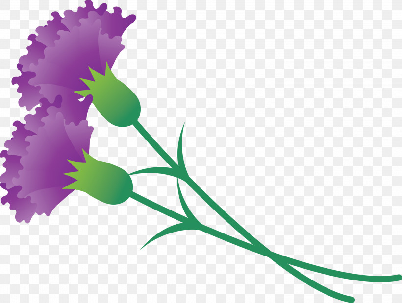Mothers Day Carnation Mothers Day Flower, PNG, 3000x2266px, Mothers Day Carnation, Flower, Morning Glory, Mothers Day Flower, Pedicel Download Free
