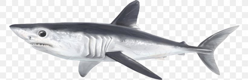 Tiger Shark Porbeagle Galeomorphii Serratolamna Squalicorax, PNG, 900x291px, Tiger Shark, Animal Figure, Carcharhiniformes, Carcharhinus, Carcharhinus Priscus Download Free