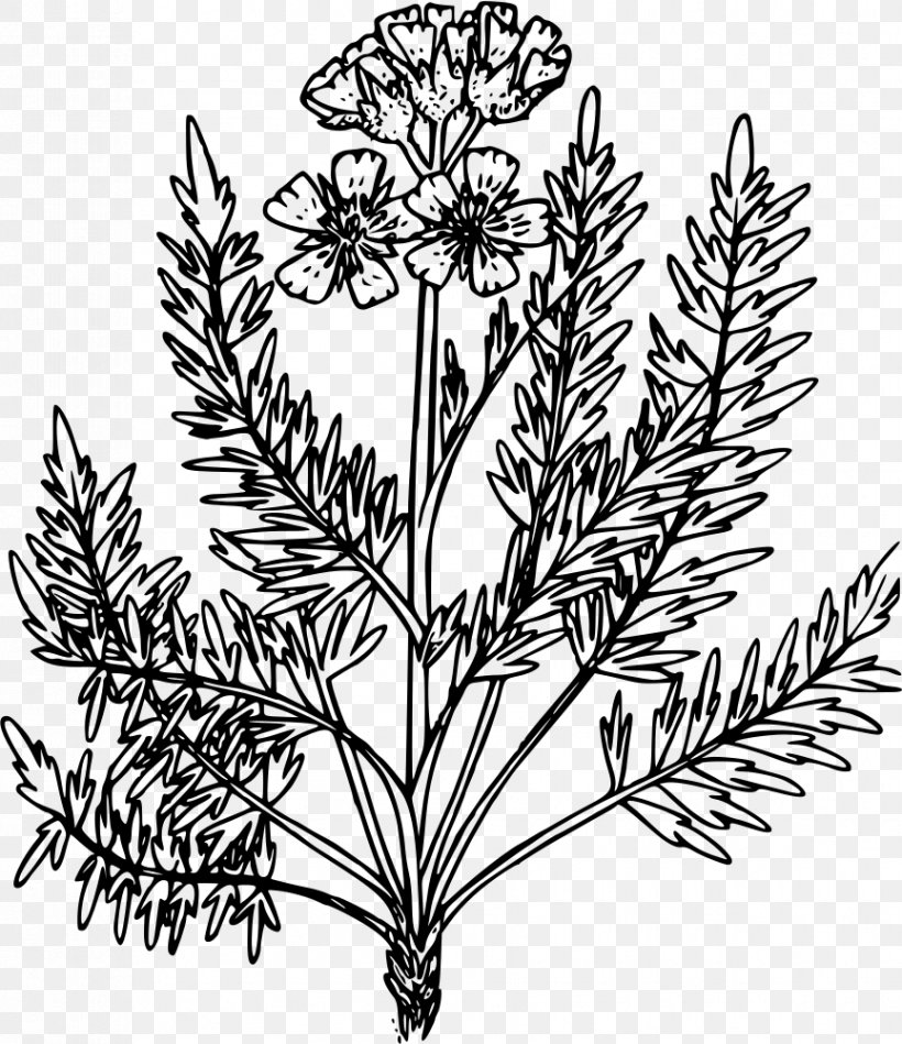 Weed Leaf Coloring Book, PNG, 864x1000px, Weed, Black And White, Branch, Bulb, Coloring Book Download Free