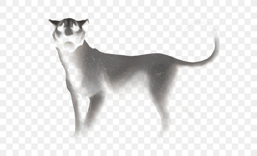 Whiskers Cat Dog Breed Dog Breed, PNG, 640x500px, Whiskers, Agility, Black And White, Breed, Carnivoran Download Free