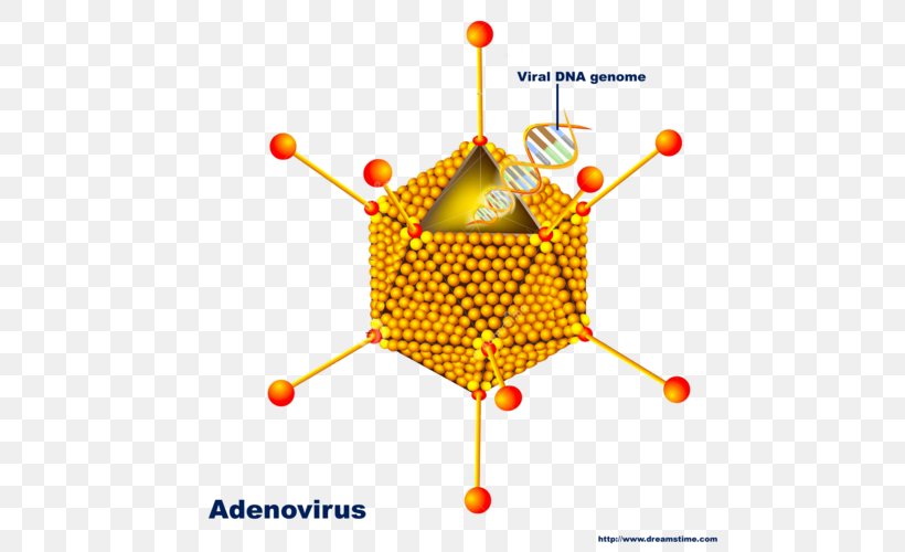 Adenoviruses Image Pharyngitis Adeno-associated Virus, PNG, 500x500px, Virus, Adenoassociated Virus, Adenovirus Infection, Area, Chickenpox Download Free