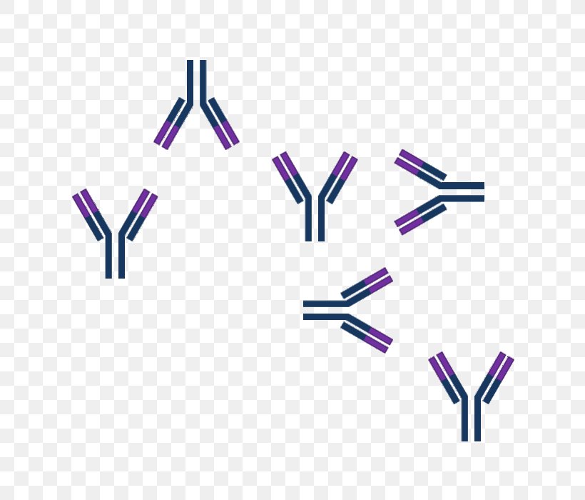 Antigen-antibody Interaction Epitope, PNG, 800x700px, Antigenantibody Interaction, Antibody, Antigen, B Cell, Brand Download Free