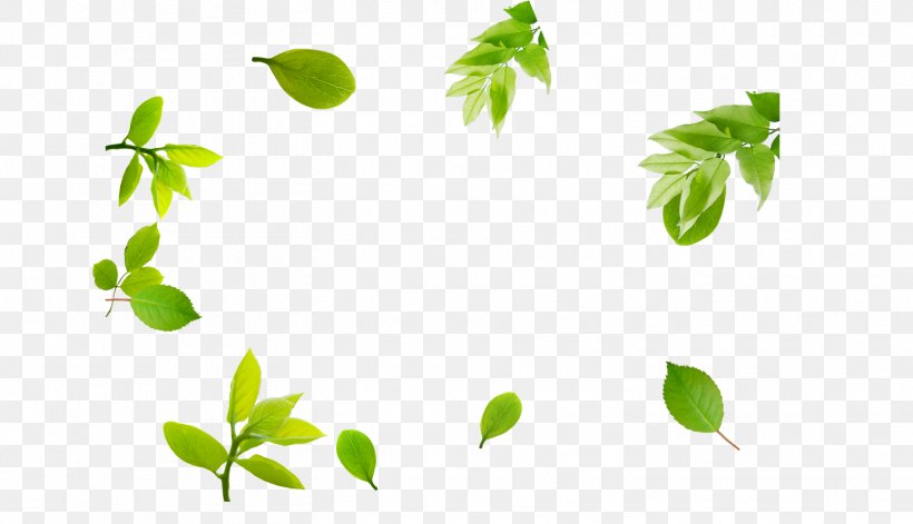 Branch Leaf Template Pattern, PNG, 1466x843px, Branch, Com, Financial Transaction, Grass, Green Download Free