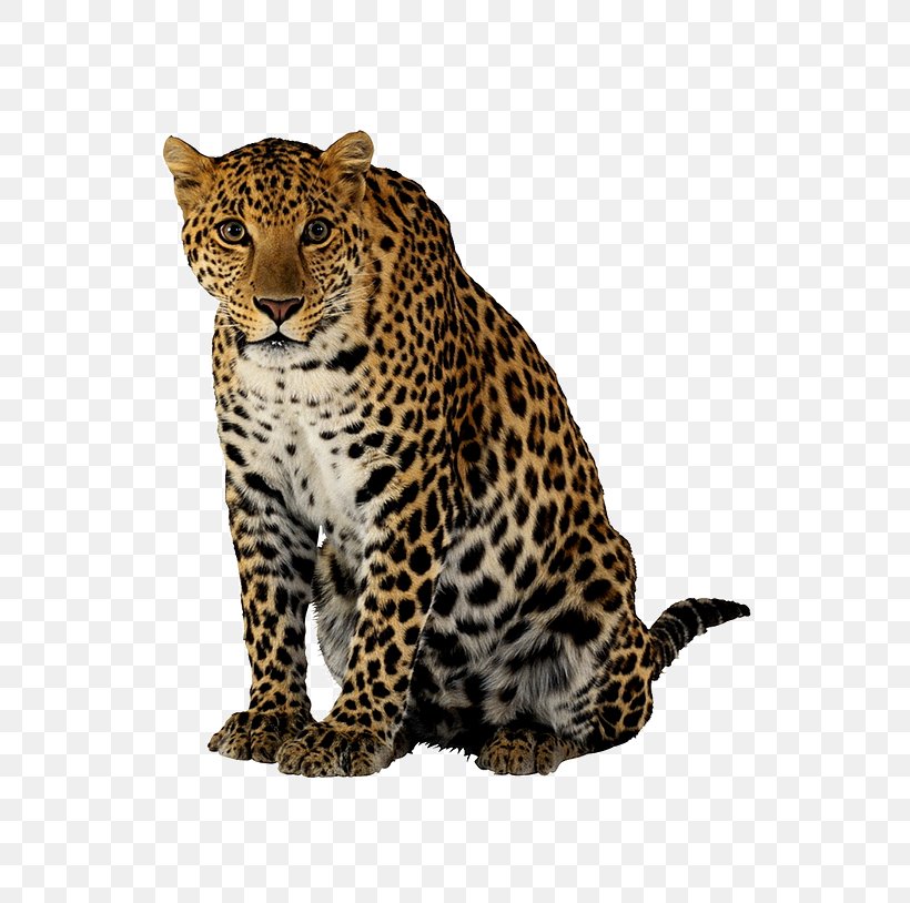 Cheetah Leopard Lion Felidae, PNG, 602x814px, Cheetah, Big Cat, Big Cats, Carnivoran, Cat Like Mammal Download Free