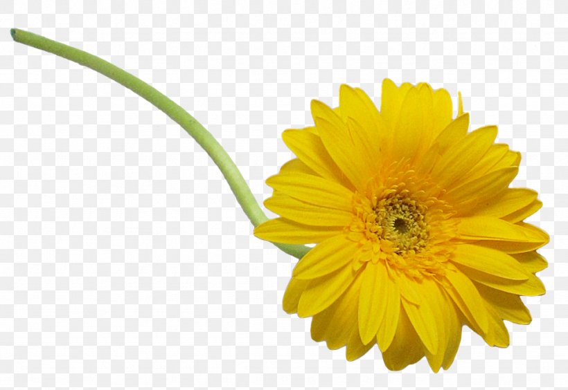 Cut Flowers Oxeye Daisy Daisy Family, PNG, 974x671px, Flower, Arumlily, Calendula, Cut Flowers, Daisy Download Free