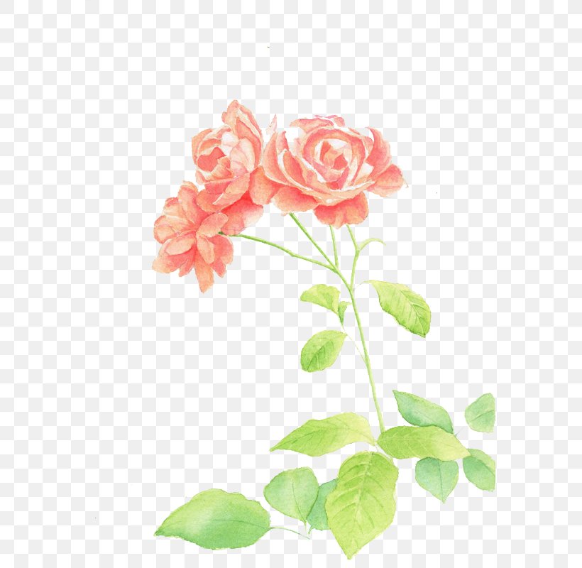 Garden Roses Watercolor Painting Illustration, PNG, 578x800px, Flower, Artificial Flower, Beach Rose, Cut Flowers, Drawing Download Free