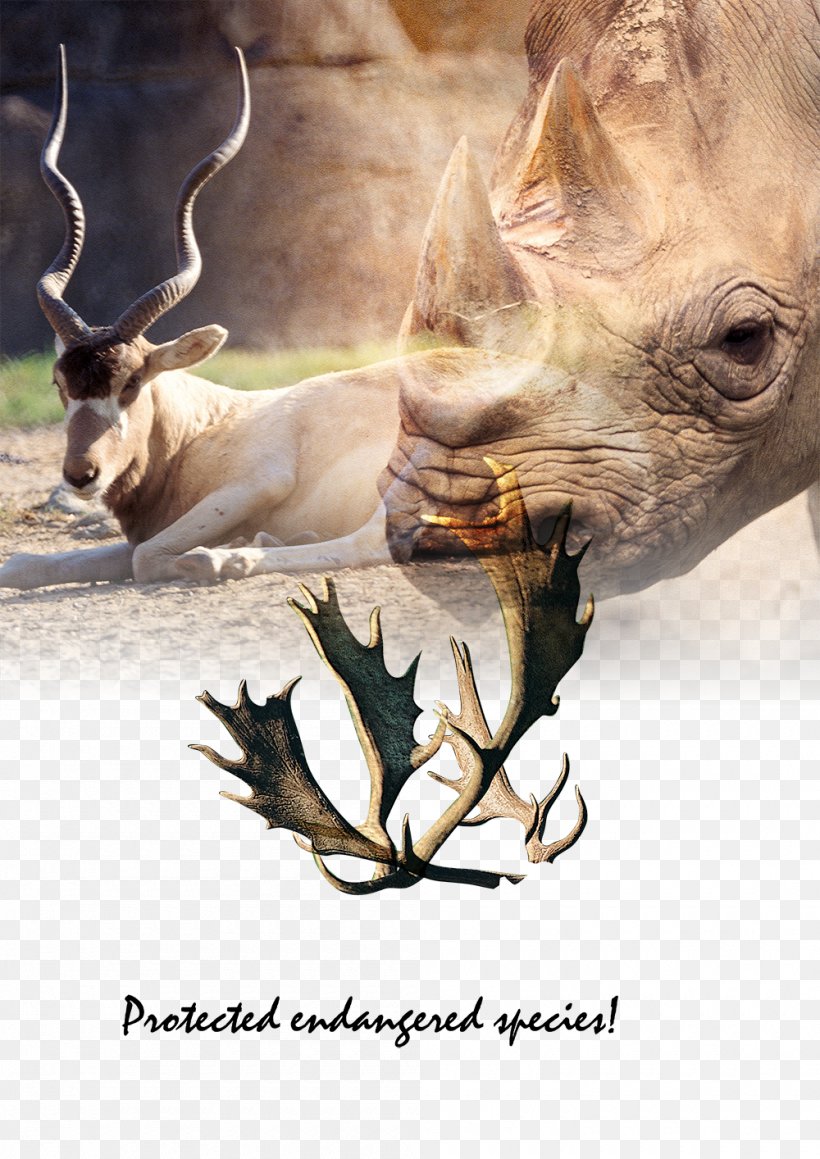 Rhinoceros Reindeer Antler Tiger, PNG, 1000x1414px, Rhinoceros, Animal, Antler, Fauna, Google Images Download Free