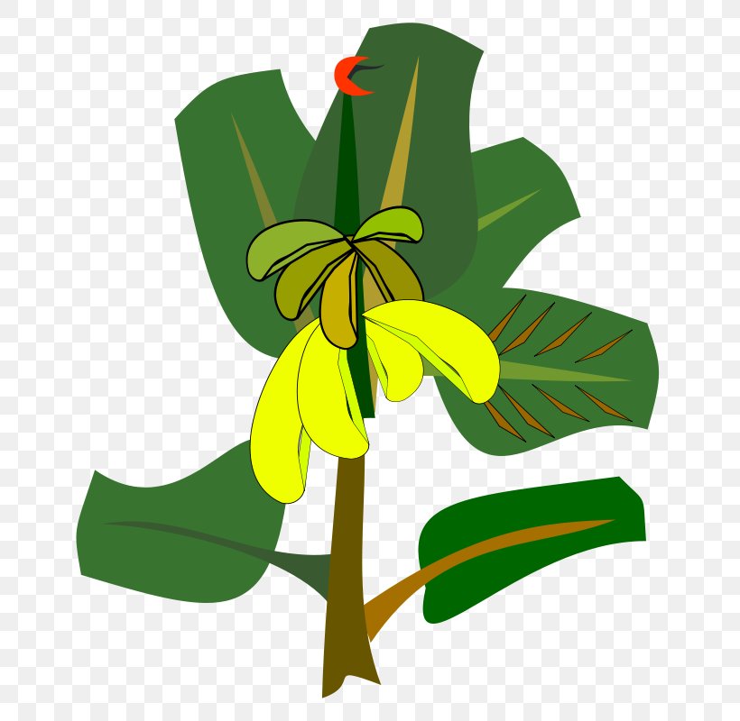 Banana Tree Clip Art, PNG, 800x800px, Banana, Banana Leaf, Blood Banana, Cartoon, Drawing Download Free