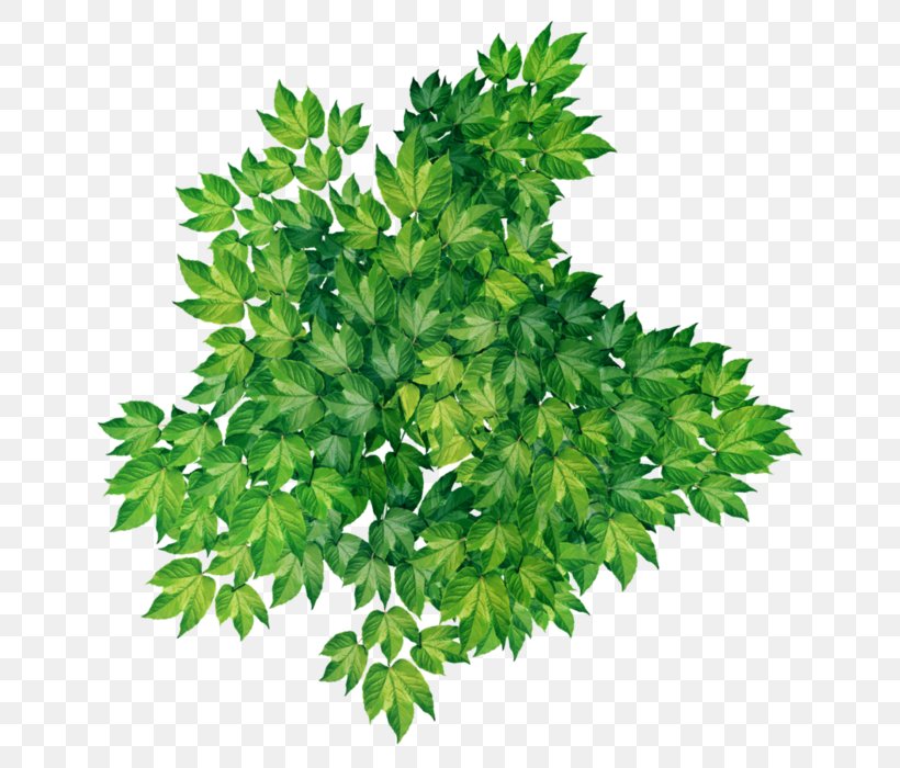 Leaf Parsley Evergreen Clip Art, PNG, 700x700px, Leaf, Branch, Evergreen, Grass, Green Download Free