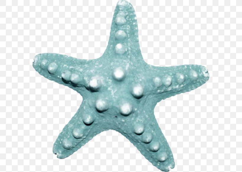 Starfish Sea Echinoderm, PNG, 600x583px, Starfish, Animal, Aqua, Echinoderm, Invertebrate Download Free