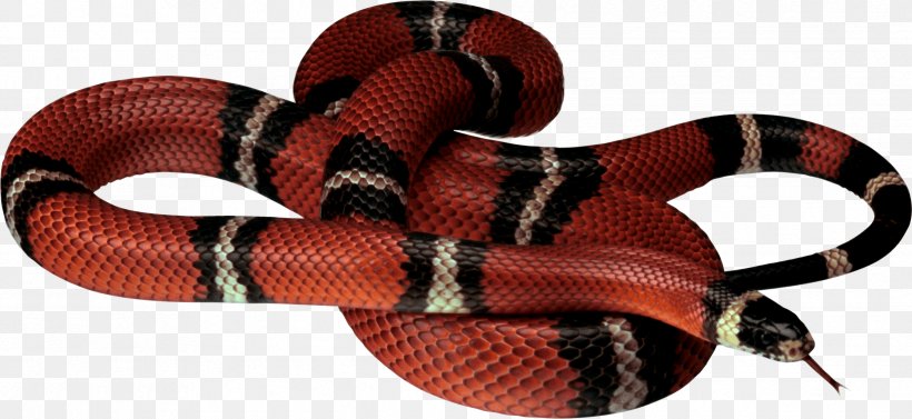 Corn Snake Reptile Clip Art, PNG, 2437x1123px, Snake, Black Rat Snake, Corn Snake, Forked Tongue, King Cobra Download Free