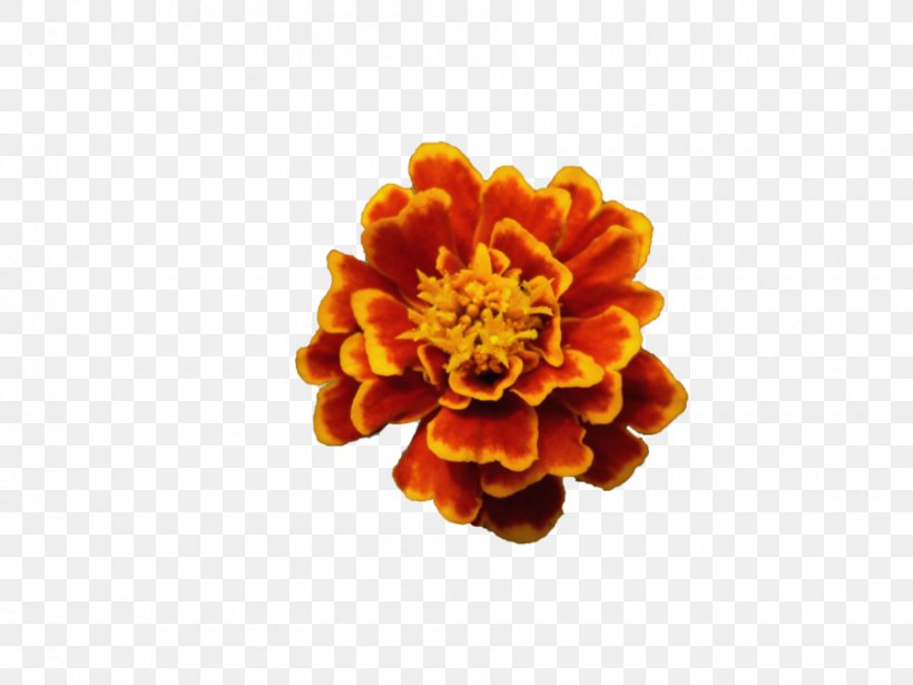 Flower Common Poppy Orange Blossom, PNG, 900x675px, Flower, Calendula, Chrysanths, Common Poppy, Cut Flowers Download Free