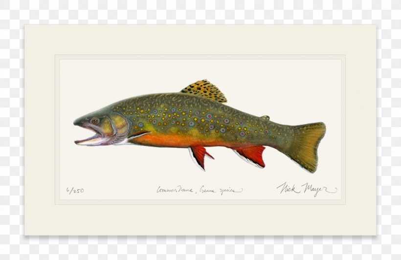 Salmon Brook Trout Brown Trout Fly Fishing, PNG, 1023x664px, Salmon, Art, Atlantic Salmon, Brook Trout, Brown Trout Download Free