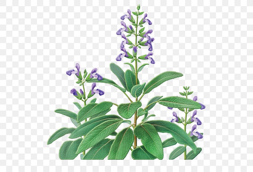 Tea Common Sage Organic Food Sage Of The Diviners Indian Cuisine, PNG, 600x560px, Tea, Common Sage, Digestive Biscuit, Flavor, Flower Download Free